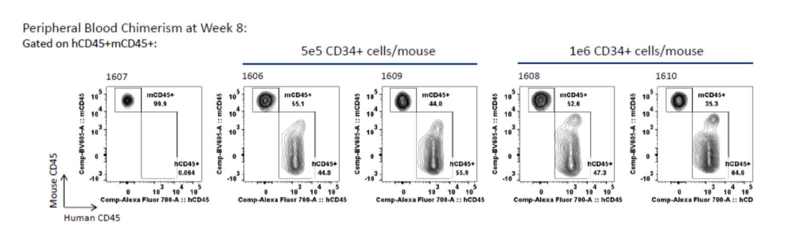 Chimeric huIs Mouse chimeric custom donor engraftment in NSG mice