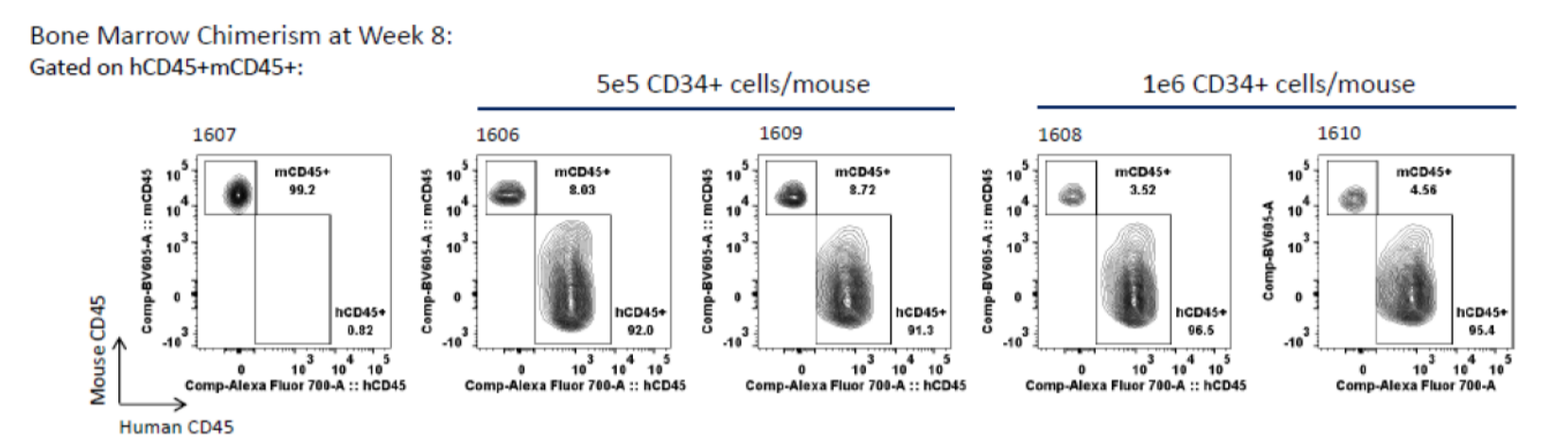 Chimeric huIs Mouse Blone Marrow Analaysis Chimeric humanized mouse bone marrow