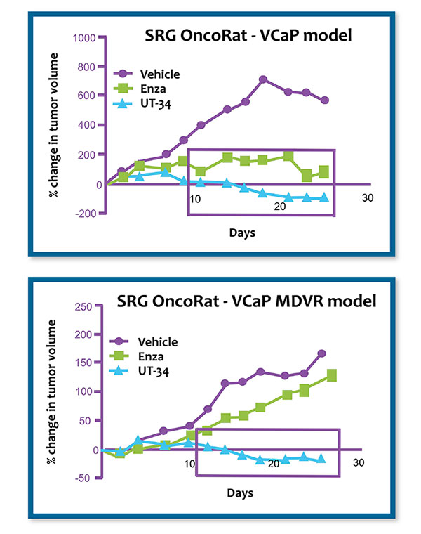 graph2 VCaP Xenograft Model