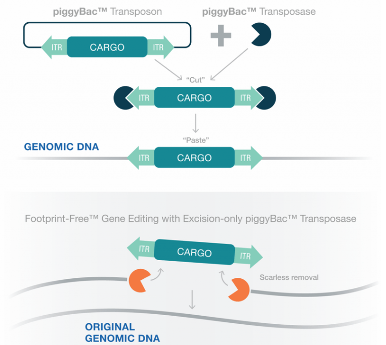 Hera BioLabs-piggyBac-How It Works