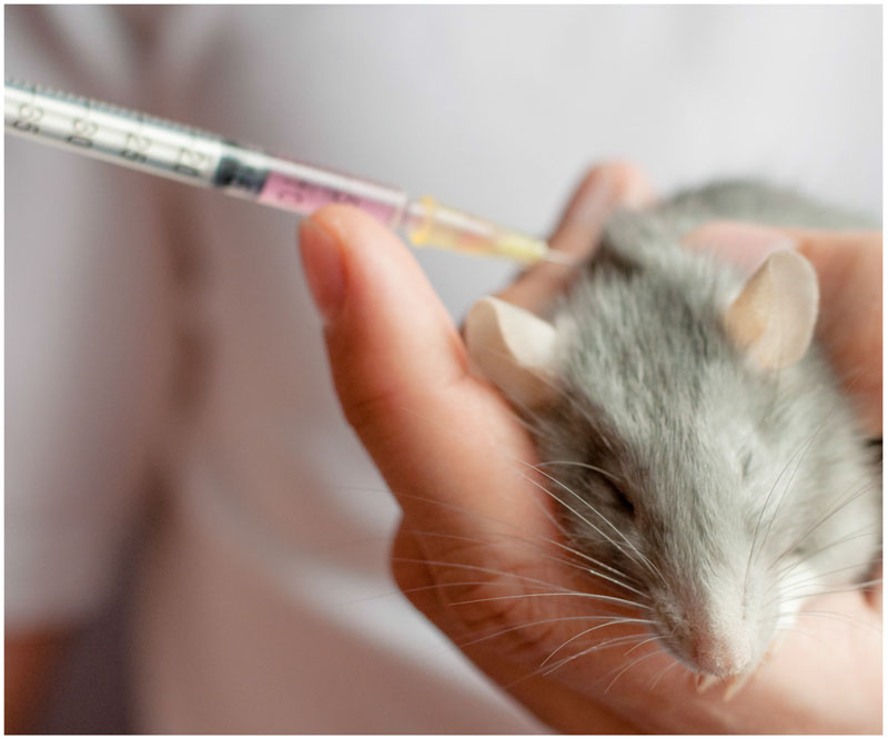 2 Toxicology laboratory testing program in mice