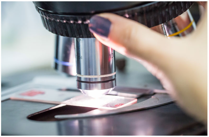 3 microscope for quantitative analysis of toxicity