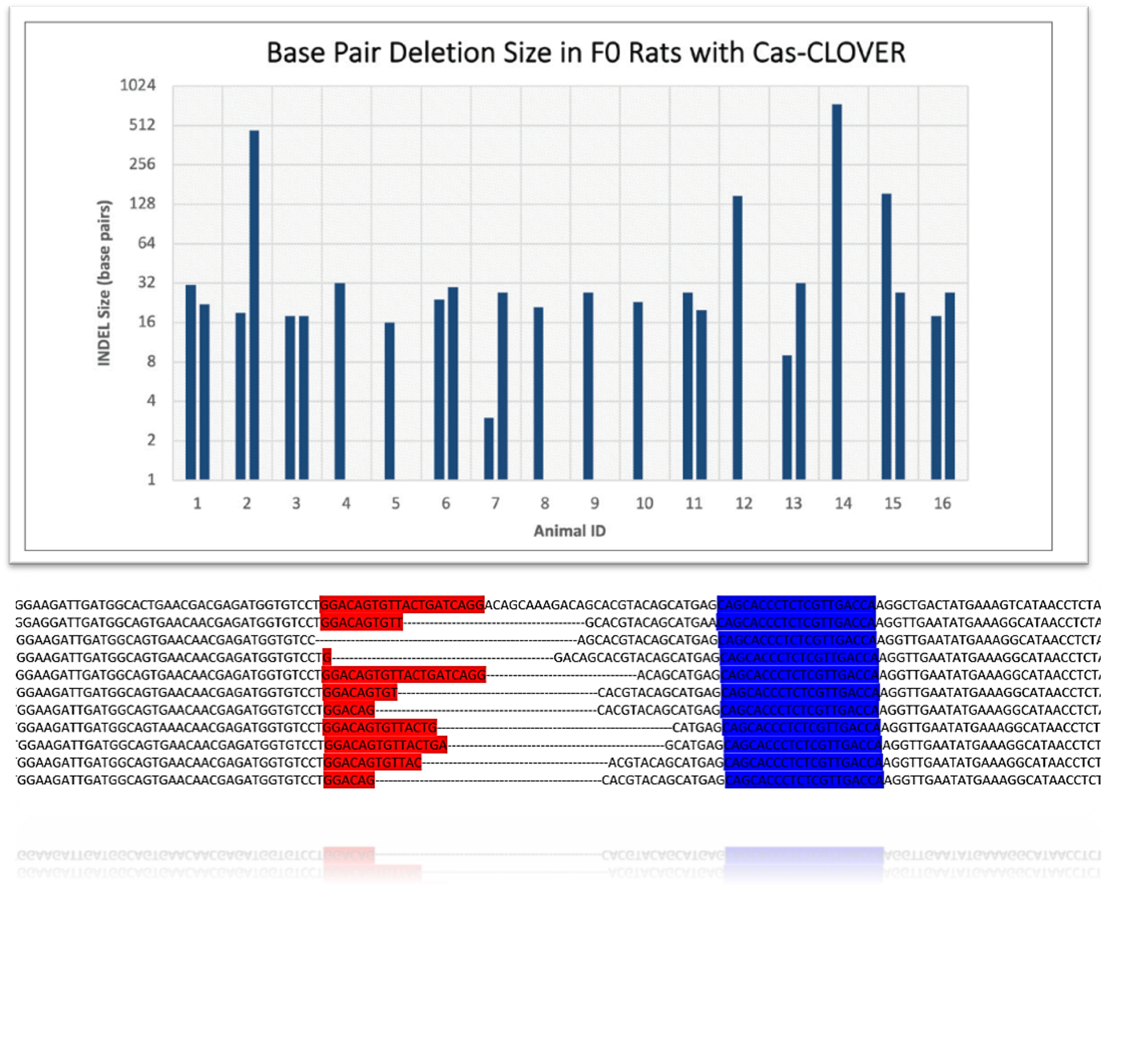 knockout rat deletions Cas-CLOVER deletions in knockout rat are larger than CRISPR
