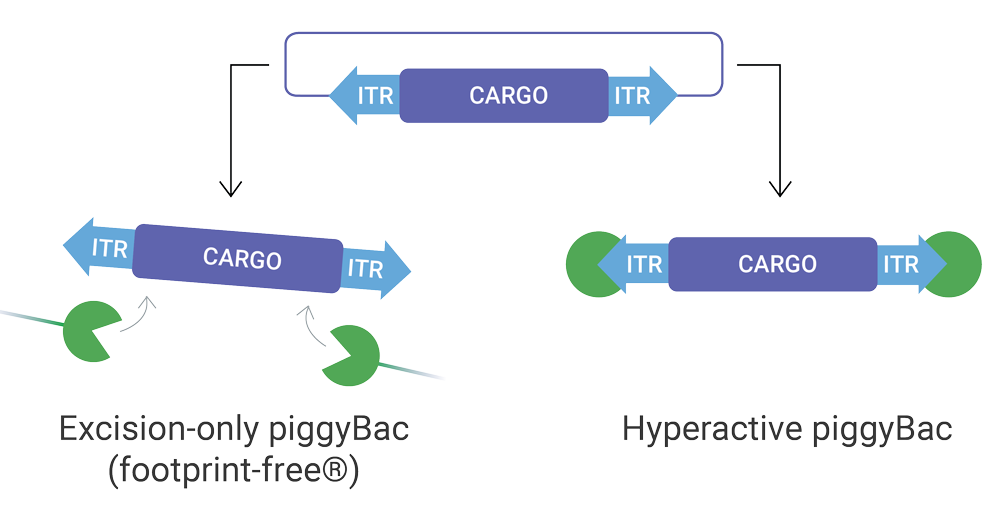 2D-piggyBac-with-Labels