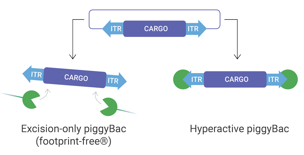 2D-piggyBac-with-Labels