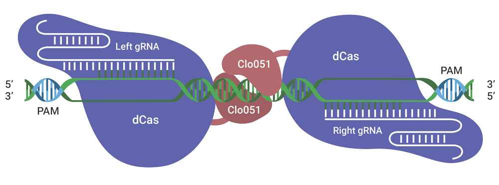 Cas-CLOVER-with-Labels Cas-CLOVER for gene editing in vivo or in vitro as a CRISPR-like alternative.