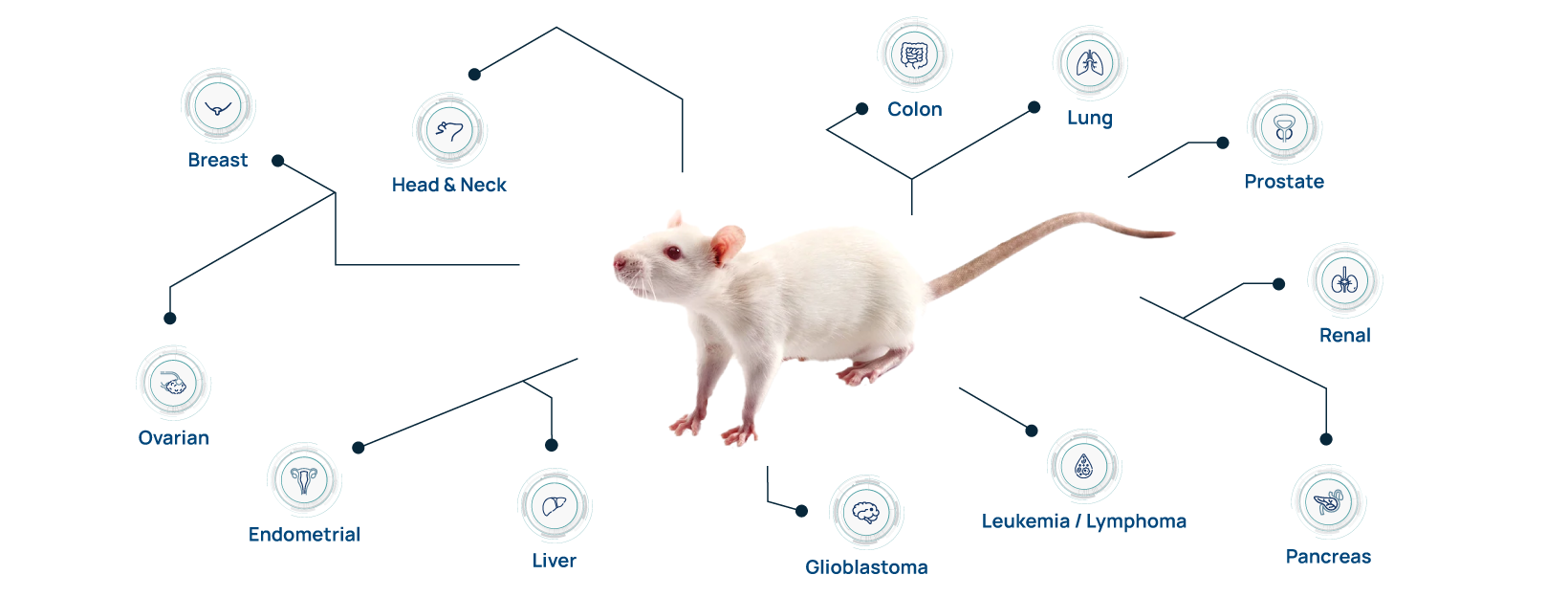 20235667_B2_820x312pxB_002@2x xenograft models