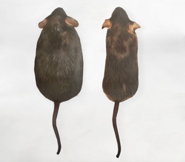 GEM models of obesity