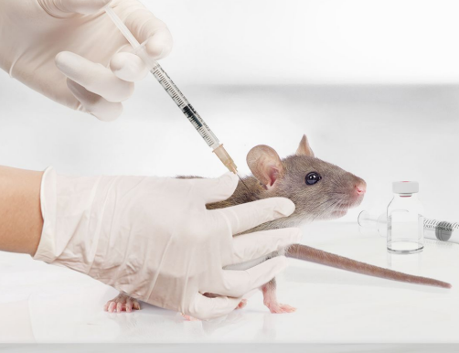 Induced Diabetes Models