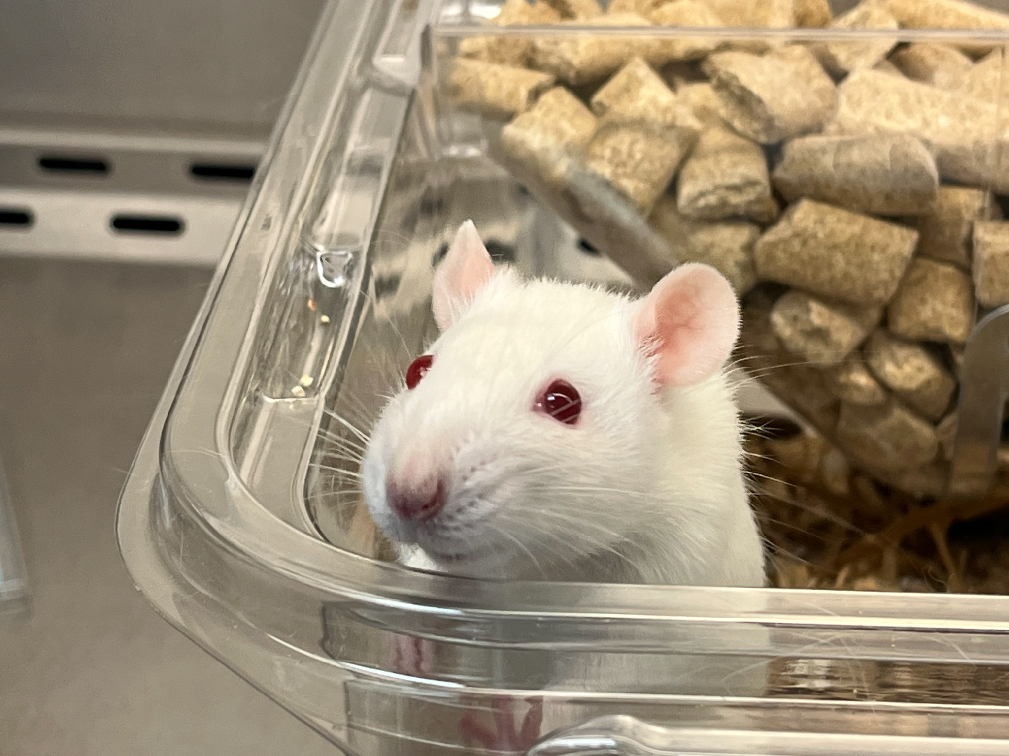 Rat for Immuno-Oncology Studies syngeneic-pictures