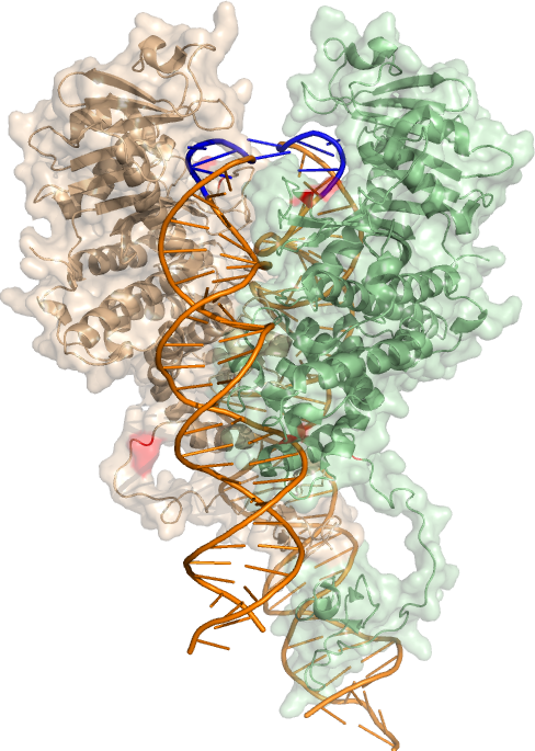 Harbor-IN with surface modelling