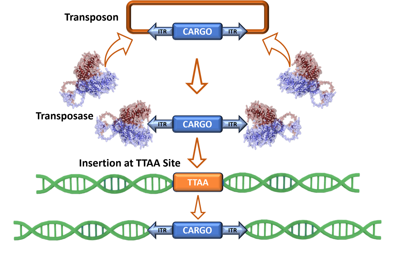 piggyBac website graphic