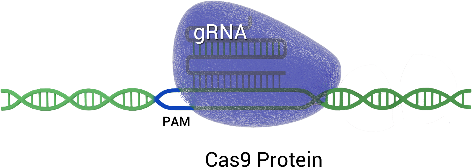crispr-cas9