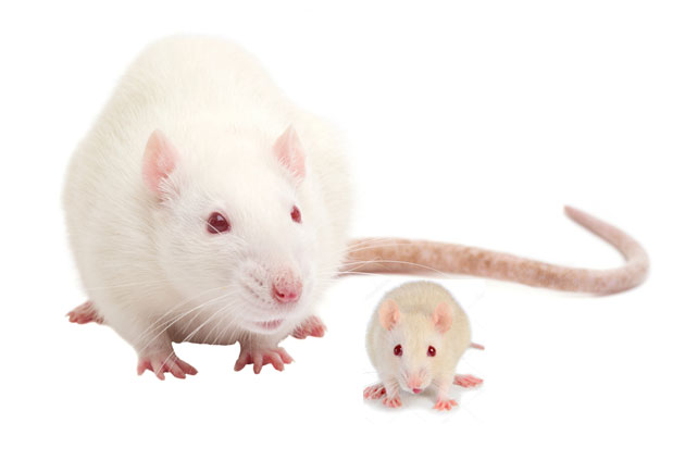 SRG rat