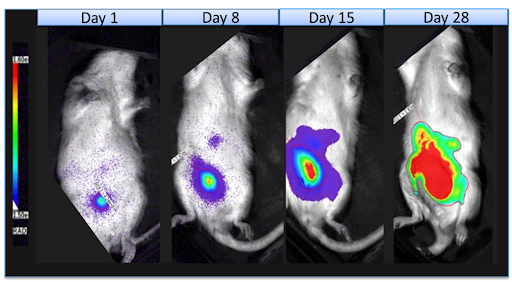 lab testing of in vivo tumor growth used for Hera drug efficacy testing programs. 