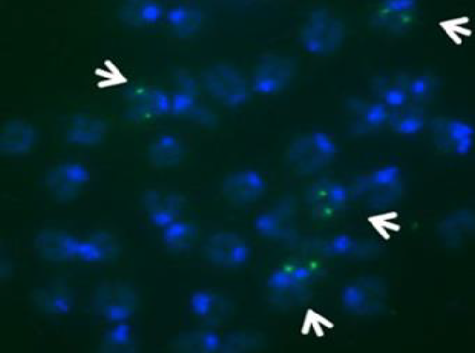 FISH piggyBac mouse ES cells Hera Biolabs piggyBac ES cells FISH