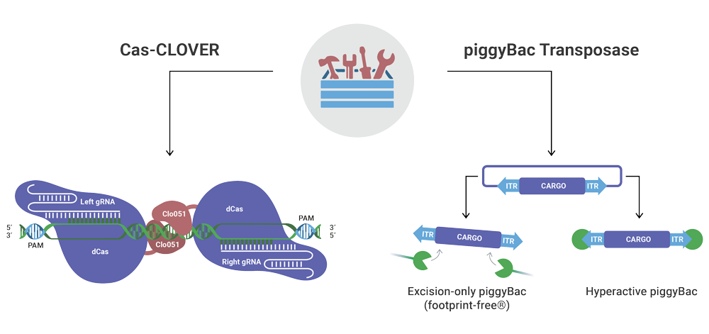 2D-Cas-CLOVER-+-piggyBac-Toolbox