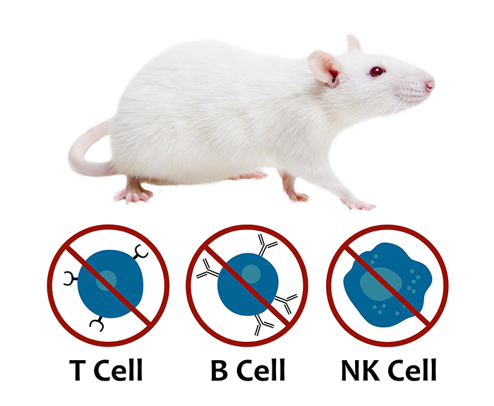 rat1