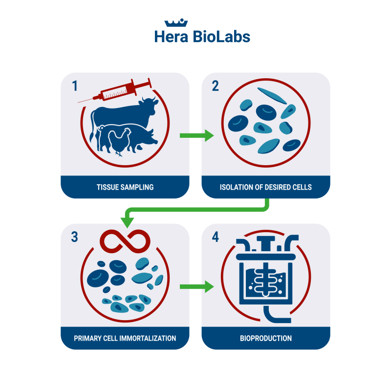 immortalized cells for cultured meat applications